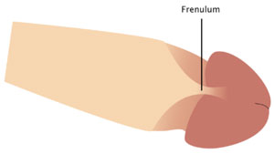 Het frenulum